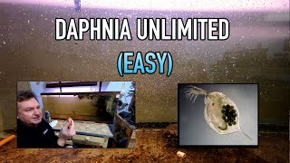 How I Raise Daphnia Water Fleas And You Can Too [upl. by Charlie221]