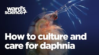 Caring and Culturing for Daphnia [upl. by Askwith]