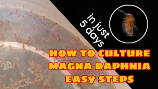 How to Culture Magna Daphnia Easily [upl. by Namia]