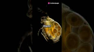 How to culture Daphnia for your Aquarium [upl. by Posehn38]