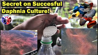 How to Culture Daphnia Successfully [upl. by Michaella]