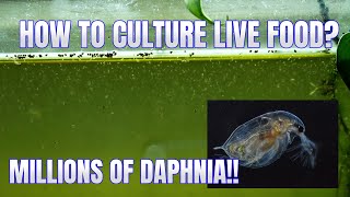 How to Culture Daphnia Secret Method to Breed MILLIONS  Simply Aquatic [upl. by Stulin]