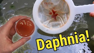 How I Culture Daphnia In Outdoor Tubs [upl. by Yrad]