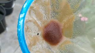 How to culture daphnia moina in a small container Part 1 English Subtitle [upl. by Yenahc]