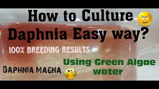 Daphnia MagnaHow to Culture Daphnia Easy wayCulturing Daphnia using Green water Daphnia [upl. by Dnalevets]