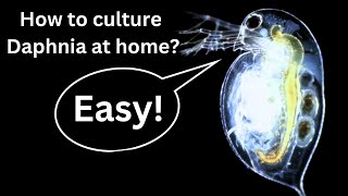 BEST Live Fish Food Beginner guide How to Culture Daphnia at home [upl. by Elsy434]