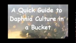 How to culture daphnia outside [upl. by Annavoig]