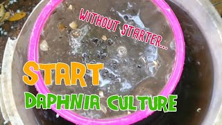 How to culture daphnia moina the easy way 1  Starting the Daphnia culture [upl. by Cleodel]