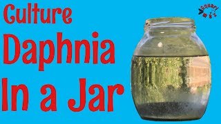 How to Culture Daphnia in a Jar [upl. by Jaime]