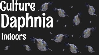 How to Culture Daphnia [upl. by Balthazar]