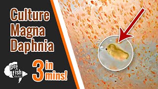 How to culture DAPHNIA MAGNA  The easy way [upl. by Keary282]