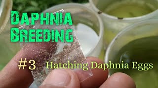 Daphnia Culture made simple and easy 3  Hatching Daphnia eggs [upl. by Tingey836]