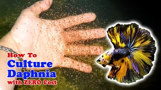 How to Culture Daphnia with ZERO Cost  Unlimited Live Food For Our Fish [upl. by Thorr817]