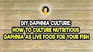 DIY Daphnia Culture How to Culture Nutritious Daphnia as Live Food for Your Fish [upl. by Borlow]