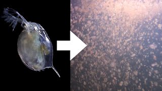 How I Culture Daphnia [upl. by Wind]