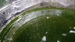 DAPHNIA MOINA CULTURE IN A SMALL BUCKET [upl. by Sarat]