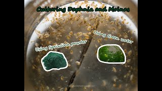 How To Culture Daphnia and Moinas using Green Water Spirulina powder [upl. by Tlaw862]