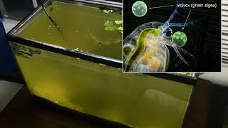 Raising Daphnia for the Freshwater Aquarium [upl. by Lartnom]