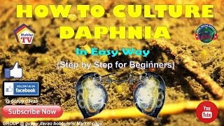 HOW TO CULTURE DAPHNIA In Easy Way [upl. by Negyam]